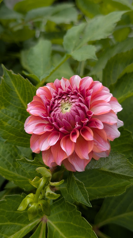 Bermuda Pink