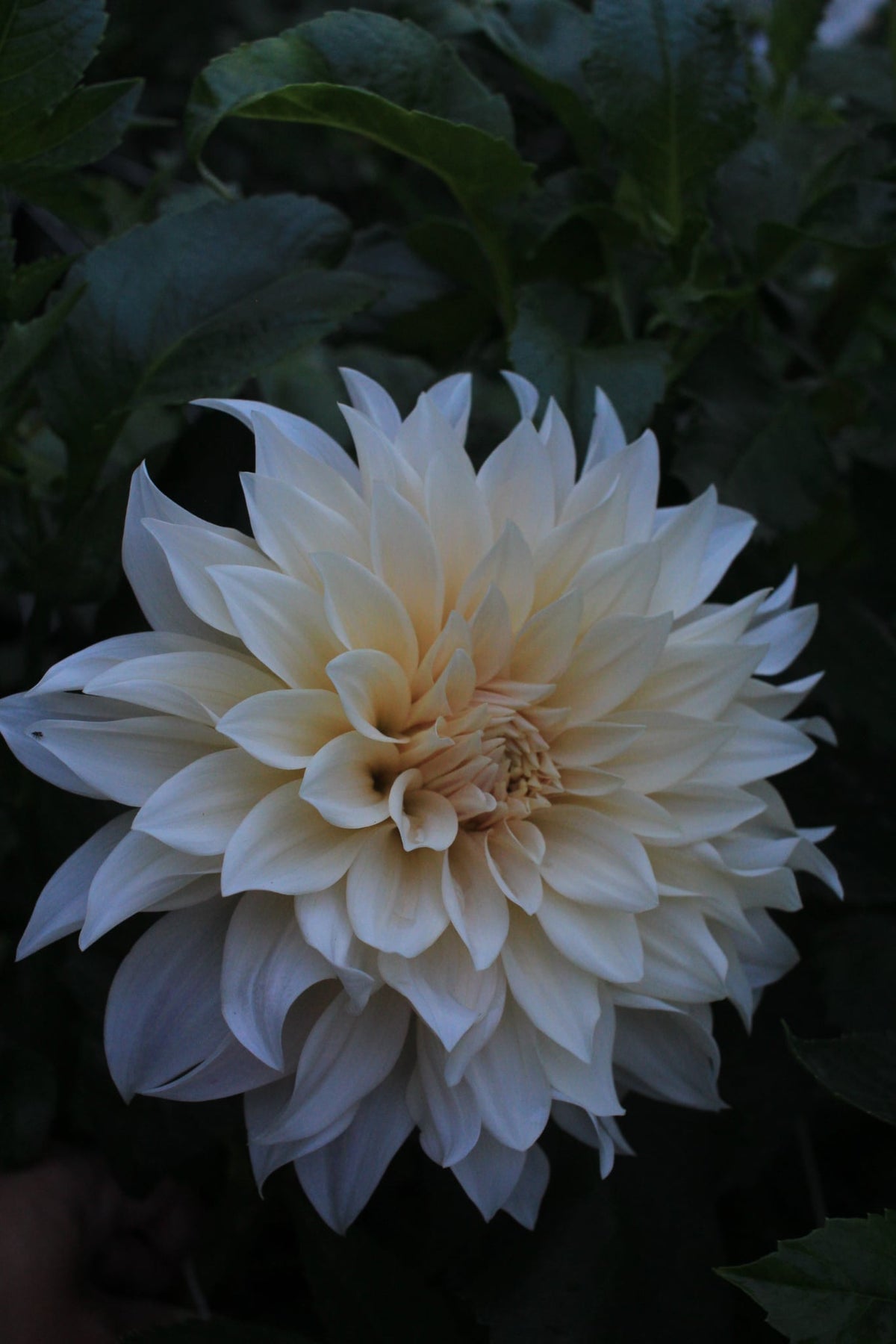 Cafe Au Lait