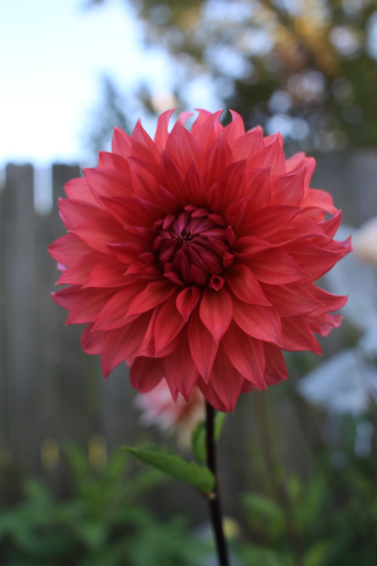Sandia Ruthie