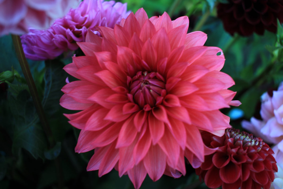 Sandia Ruthie