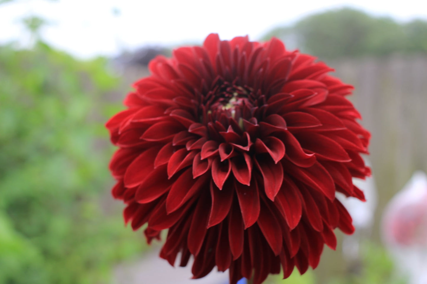 Rivers Black Cherry