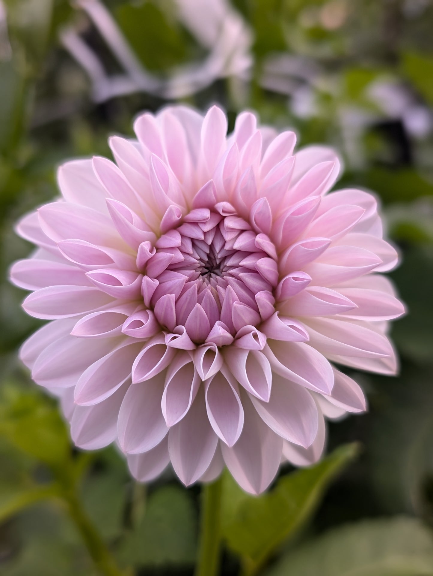 Tahoma Stellar Feller