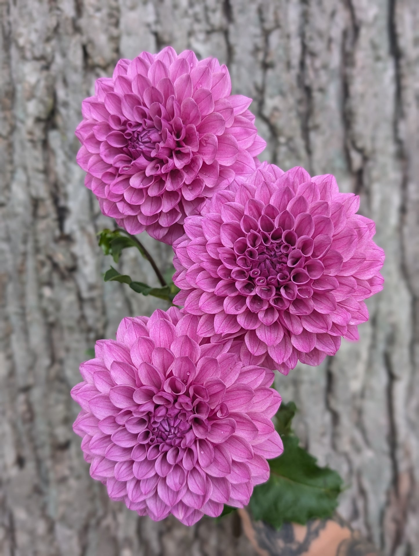 Lee's Flute Loop Lilac (LIMIT ONE)