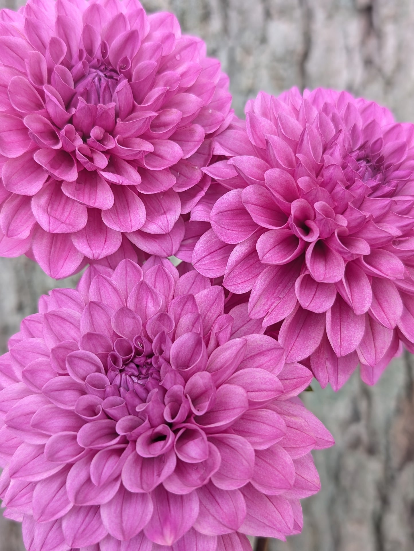 Lee's Flute Loop Lilac (LIMIT ONE)