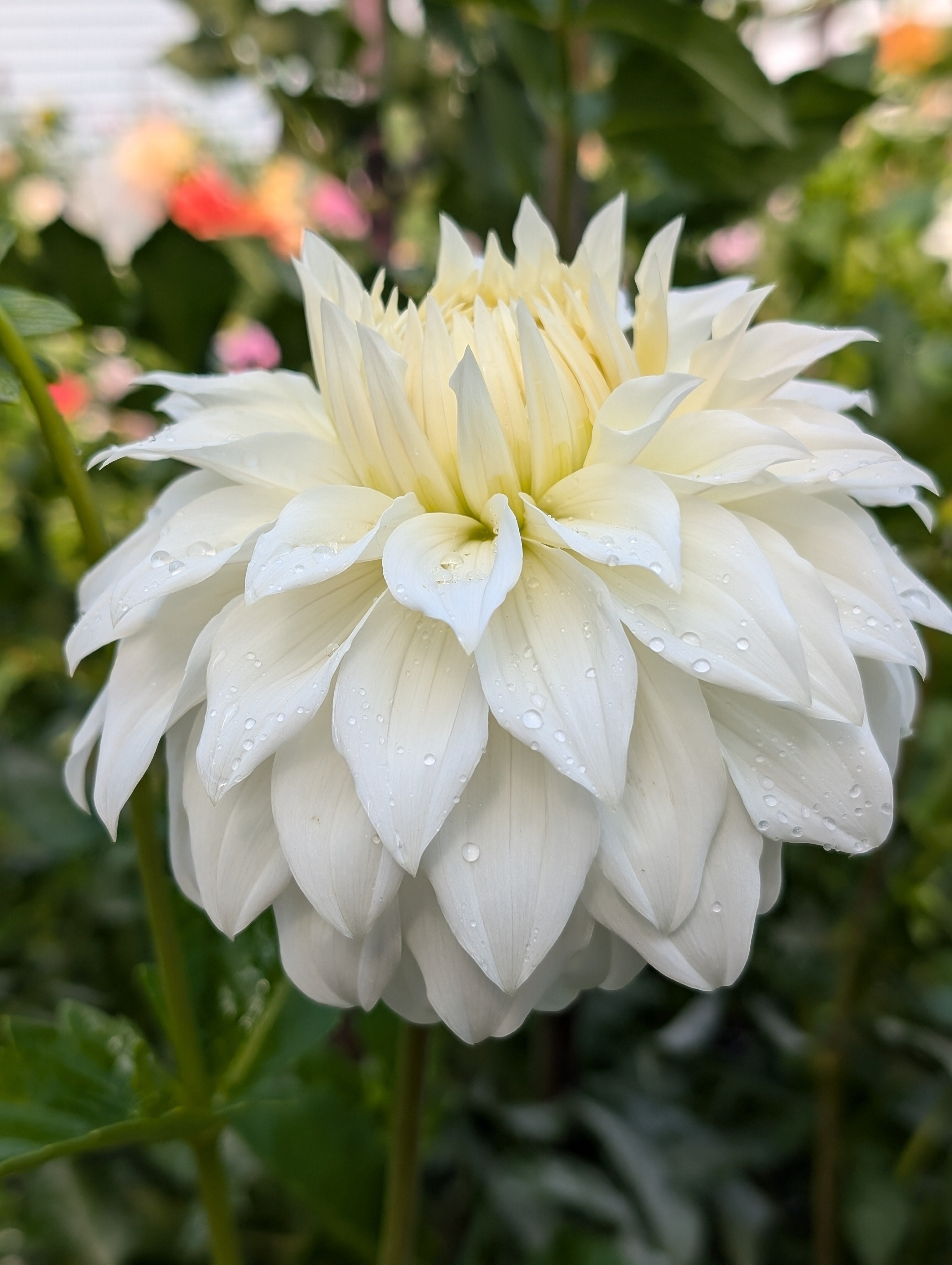 Ｄahlia☆様 Dahlia Arbatax Decorative Dahlia Bulb – Wayside Gardens