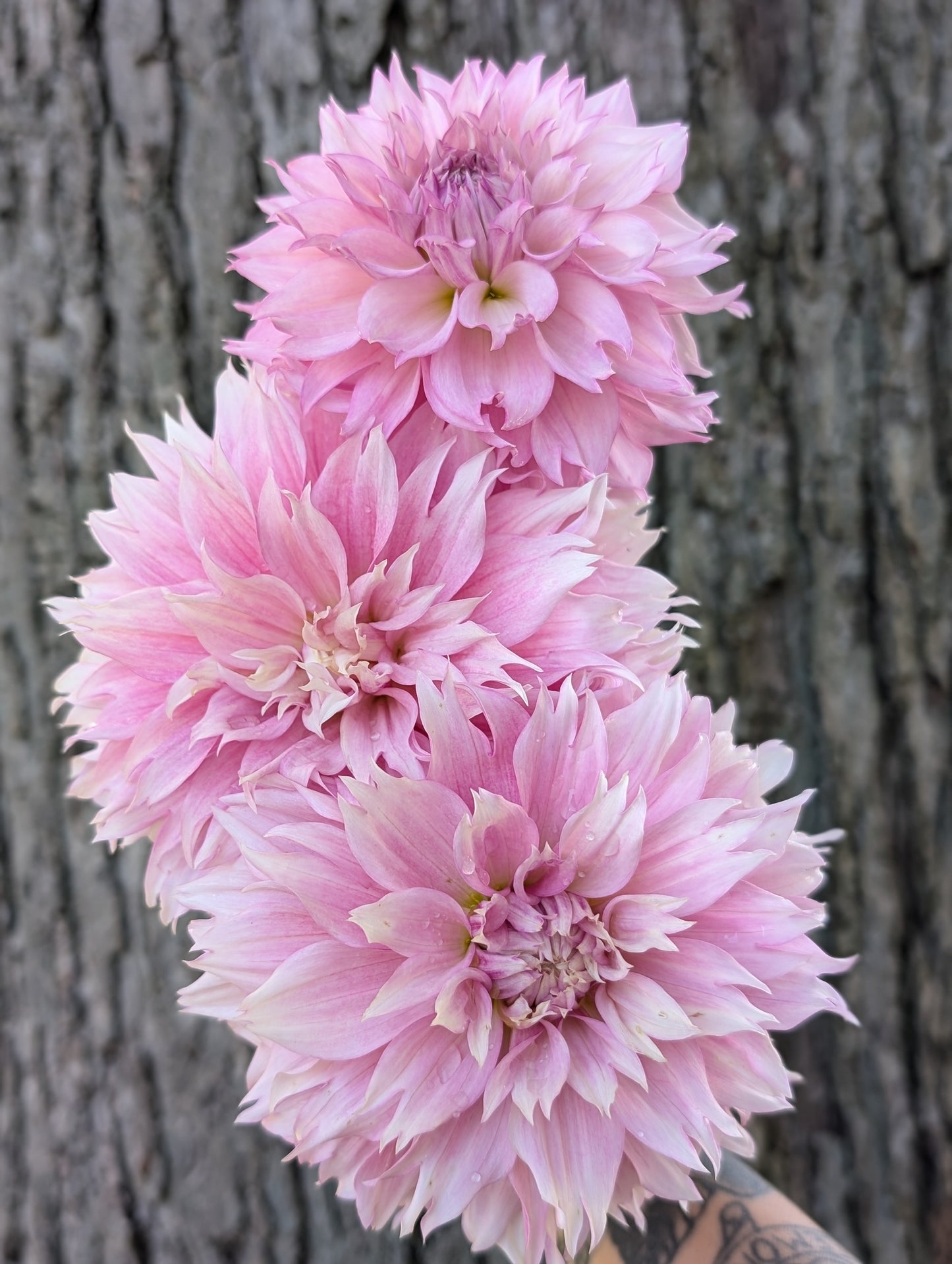 Lee's Sweet Tooth (Limit ONE)