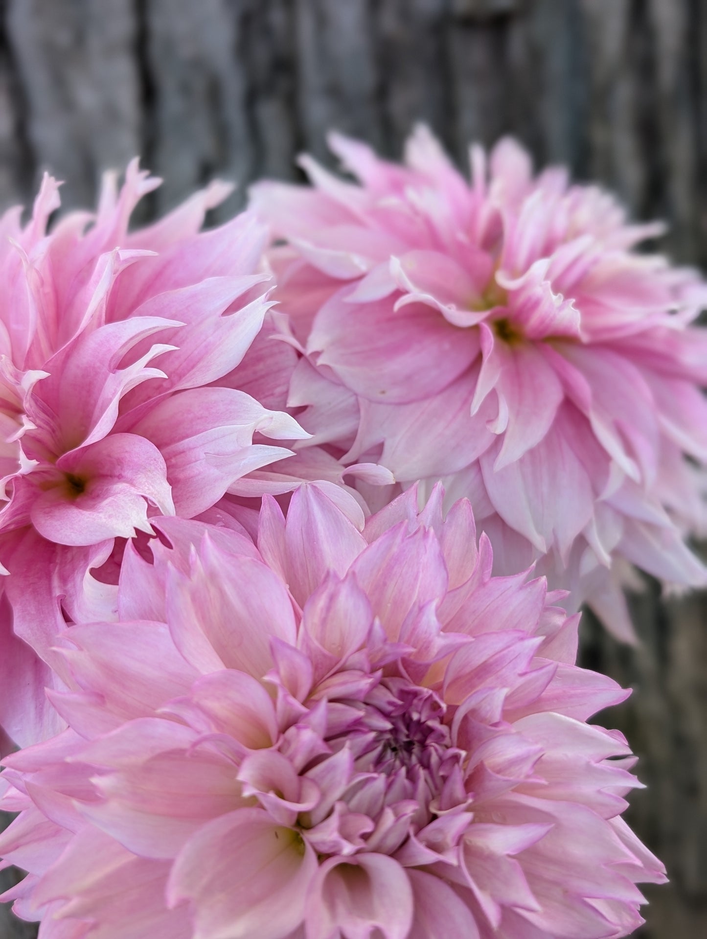 Lee's Sweet Tooth (Limit ONE)