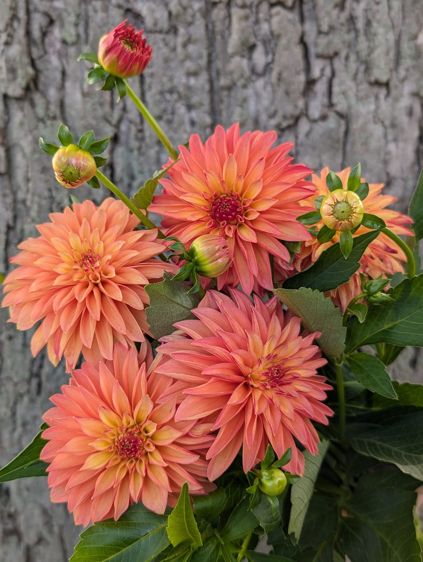 Verrone's Donna Marie