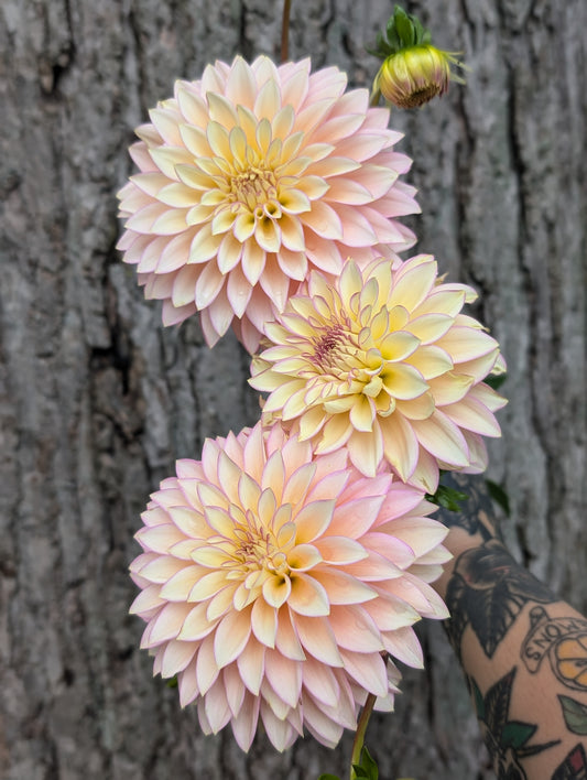 Bloomquist Blush