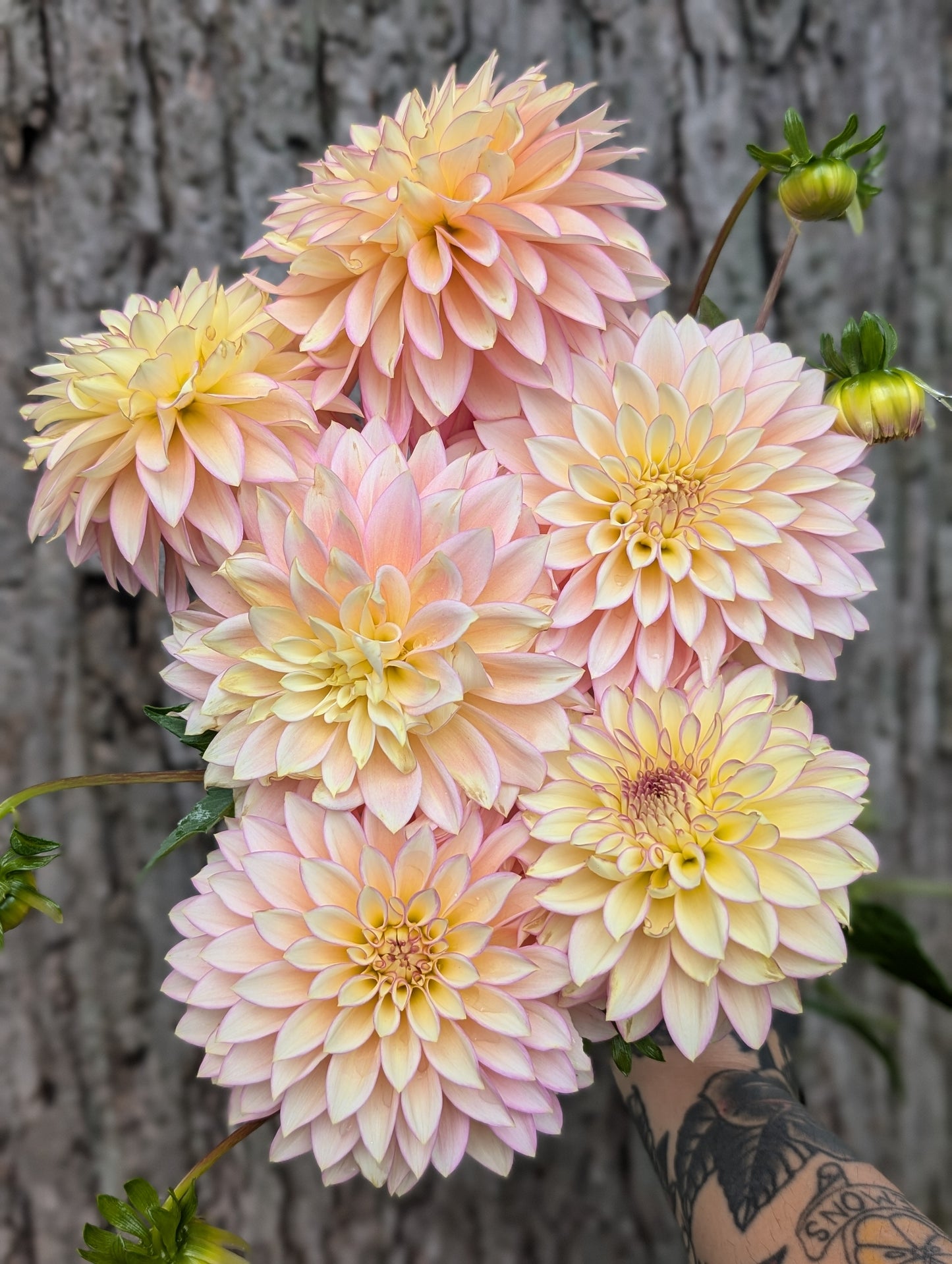 Bloomquist Blush