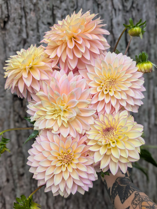 Bloomquist Blush
