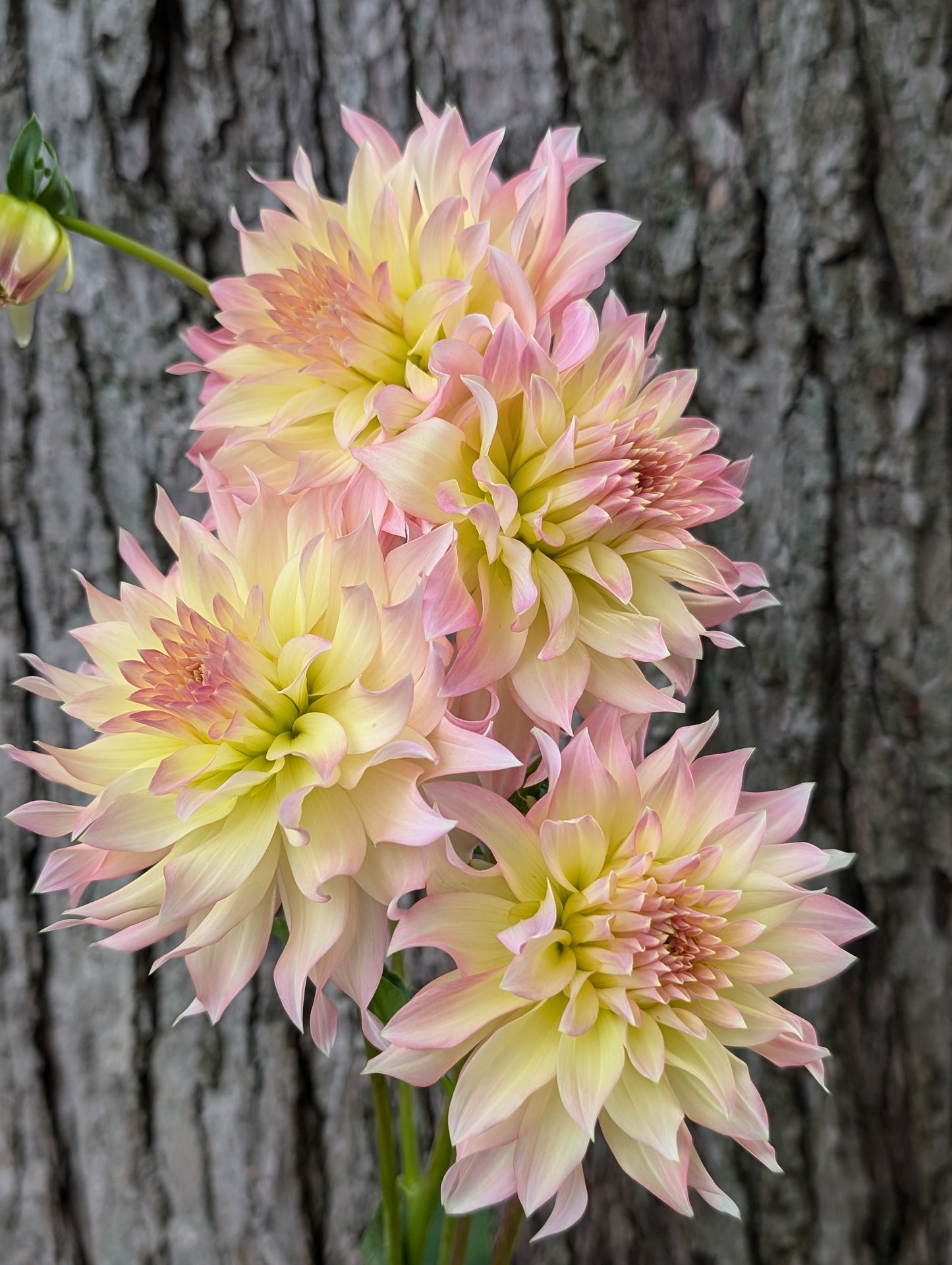 Lakeview Blush
