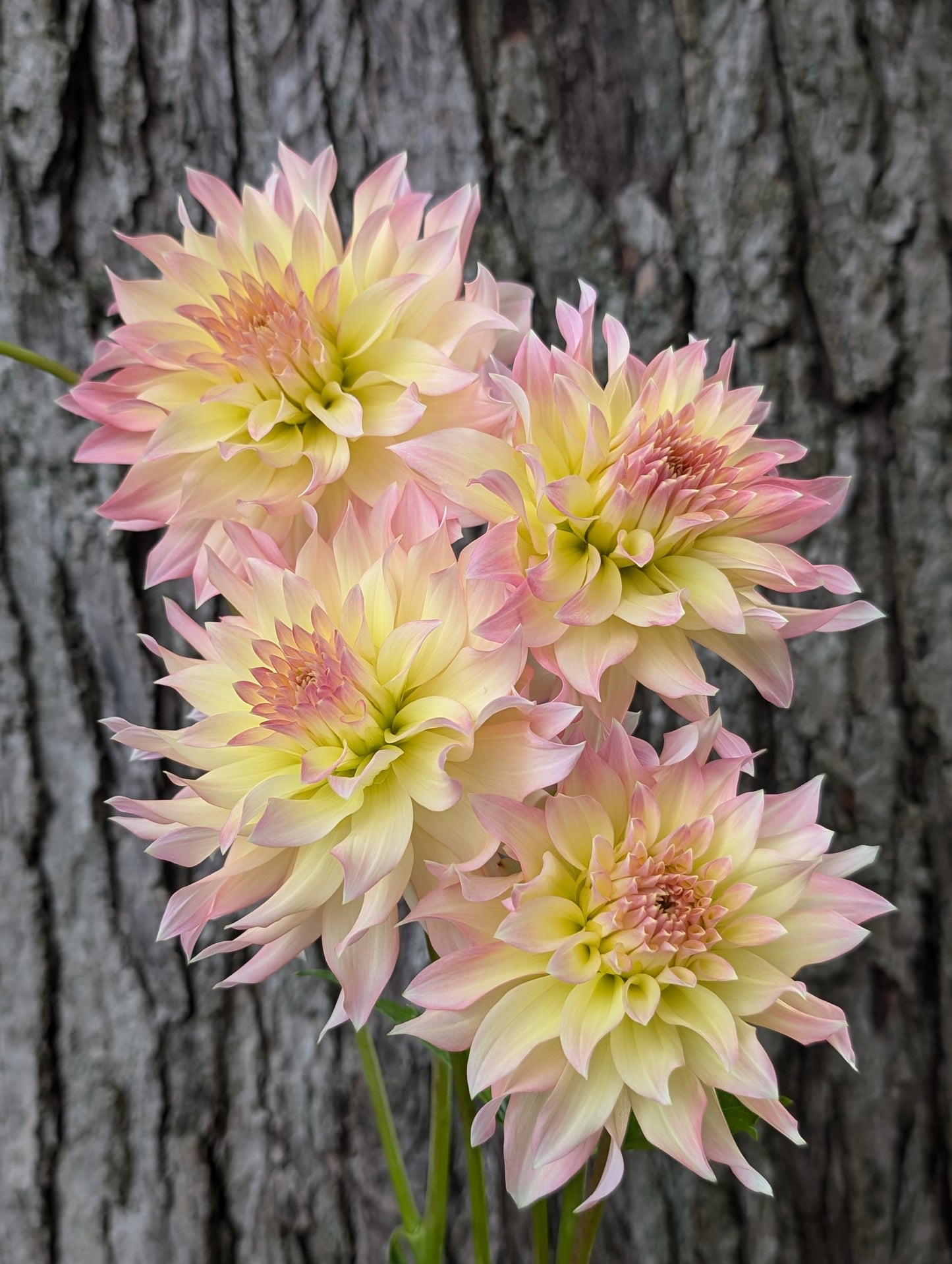 Lakeview Blush