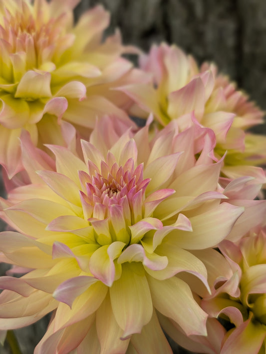 Lakeview Blush