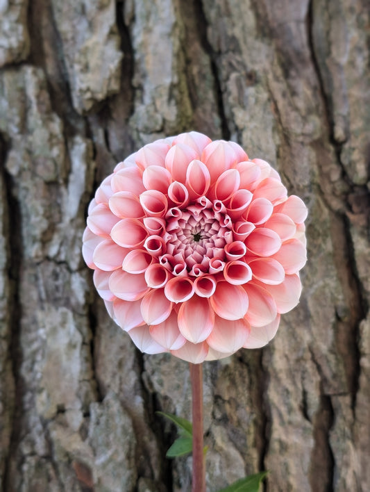 Lee's Hopscotch (LIMIT ONE)