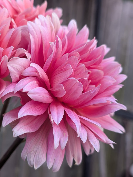 Carolina Wagemans (Limit ONE)