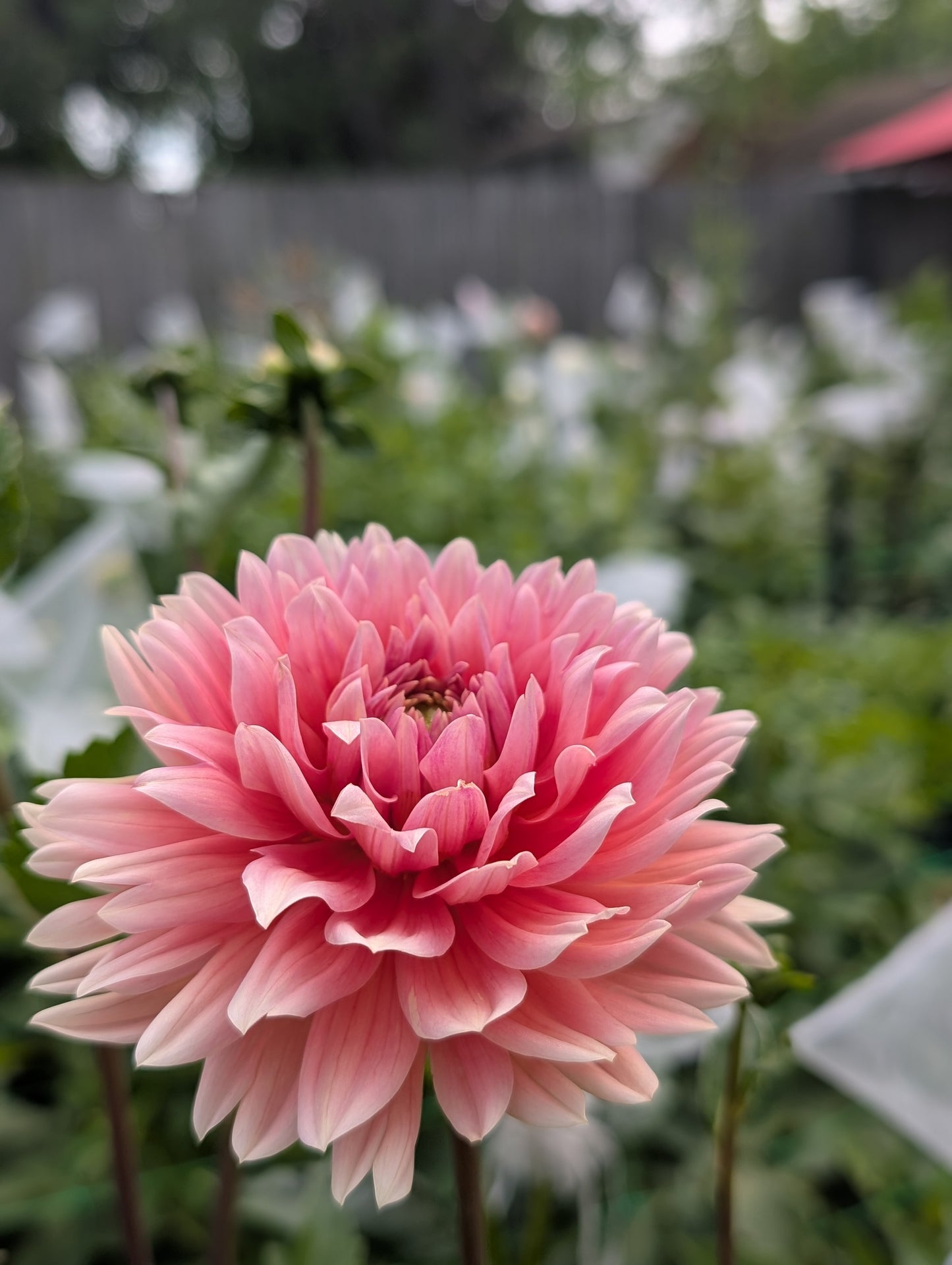 Carolina Wagemans (Limit ONE)