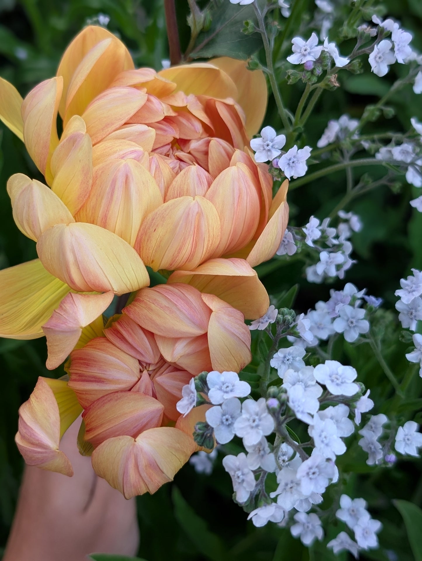 Hollyhill Honeygold
