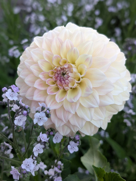 Coorabell Astrid (Limit ONE)