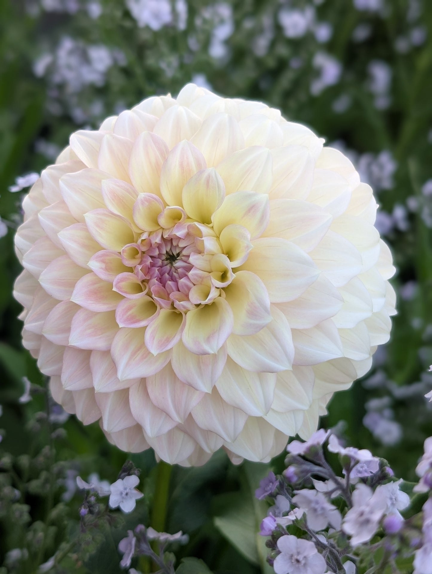 Coorabell Astrid (Limit ONE)