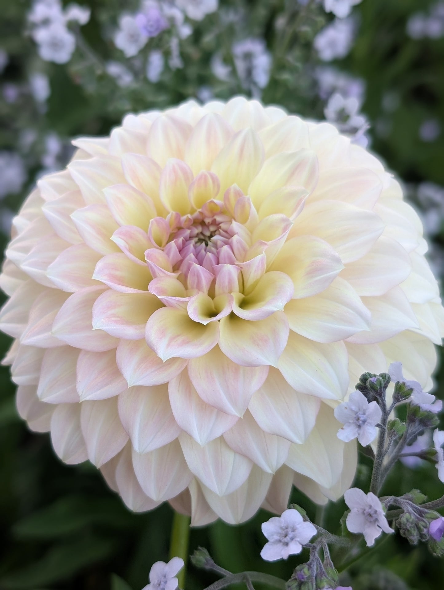 Coorabell Astrid (Limit ONE)