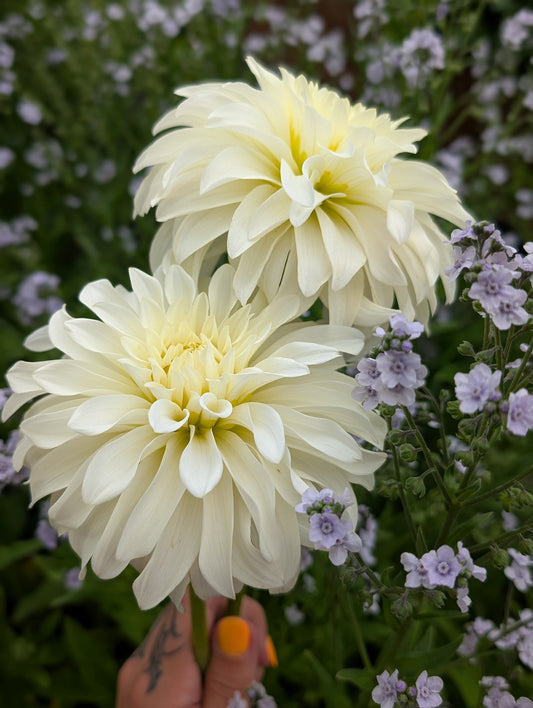 Korb River Bend Jean