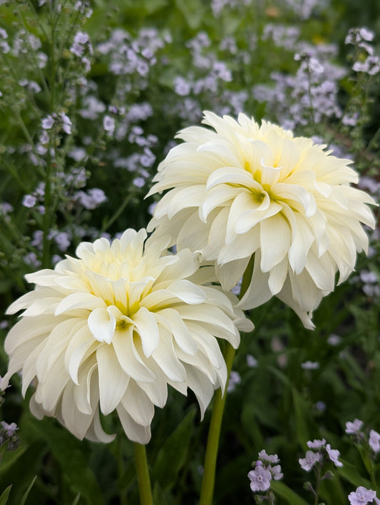 Korb River Bend Jean