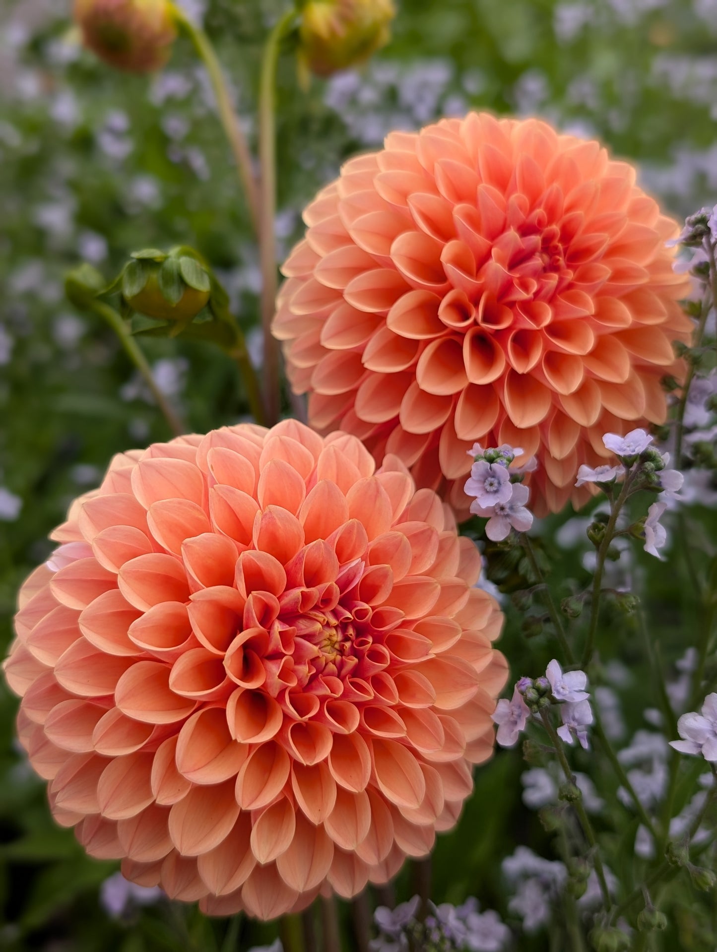 Bell's Otago (Limit ONE)