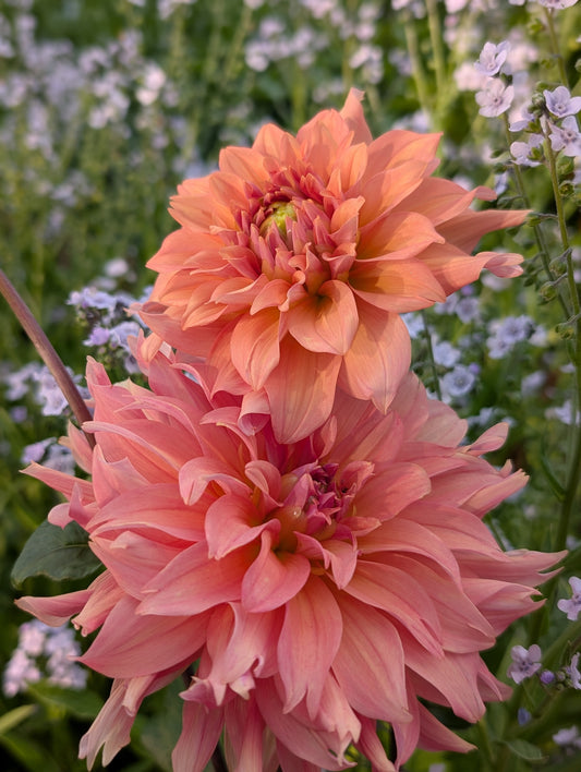 Lee's Bandicoot (Limit ONE)