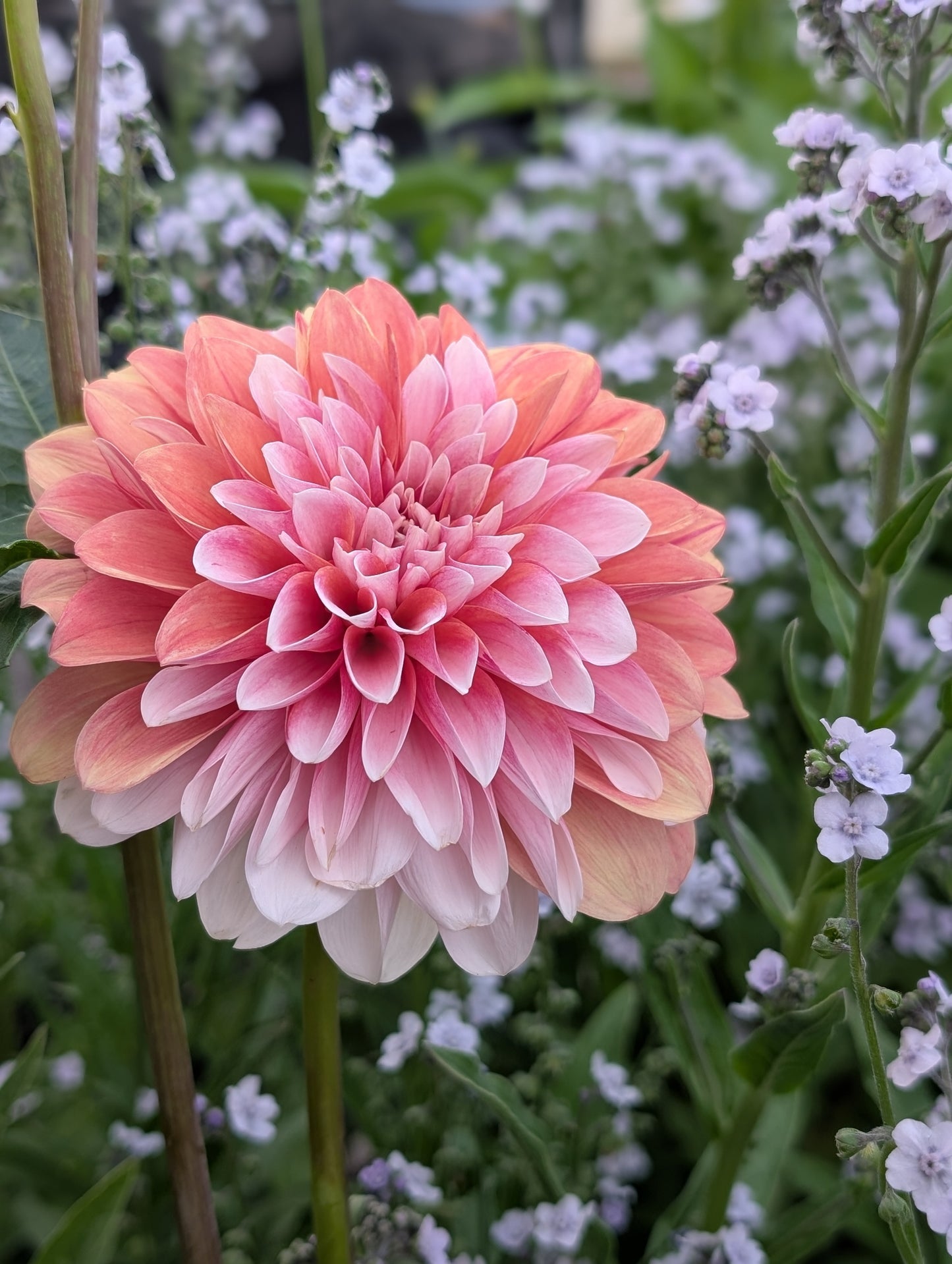 Bell's Sienna Rose (Limit ONE)