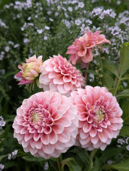 Lee's Hopscotch (LIMIT ONE)