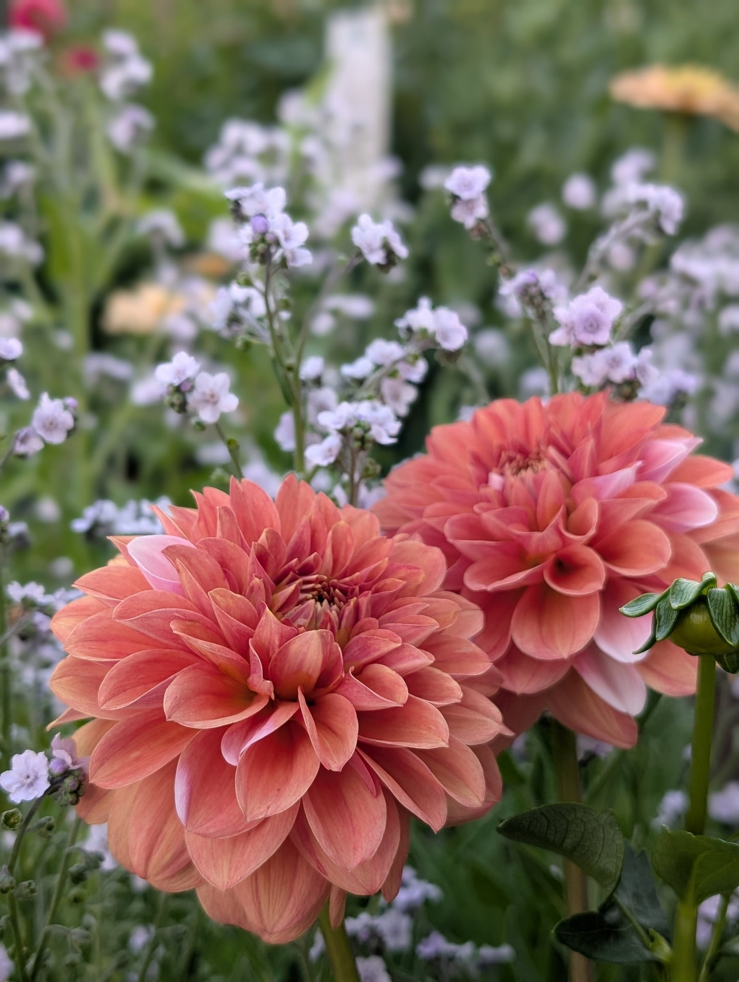 Bell's Sienna Rose (Limit ONE)