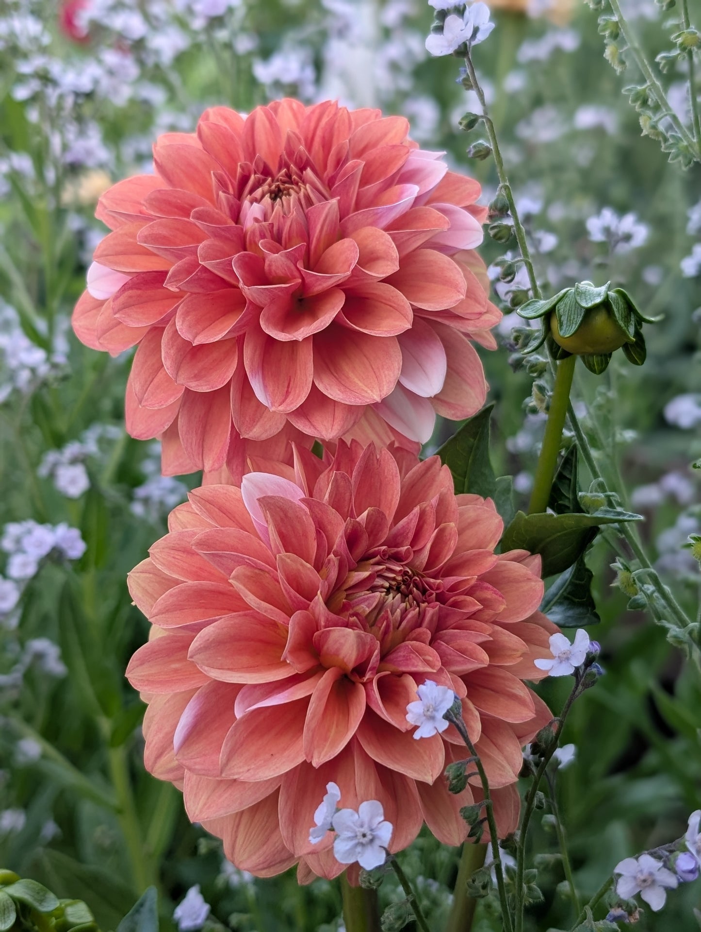 Bell's Sienna Rose (Limit ONE)