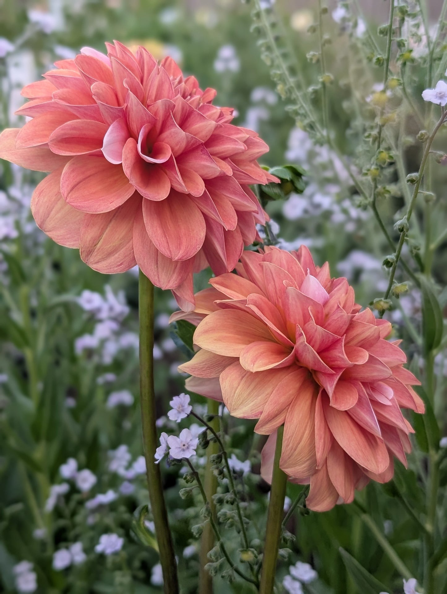 Bell's Sienna Rose (Limit ONE)