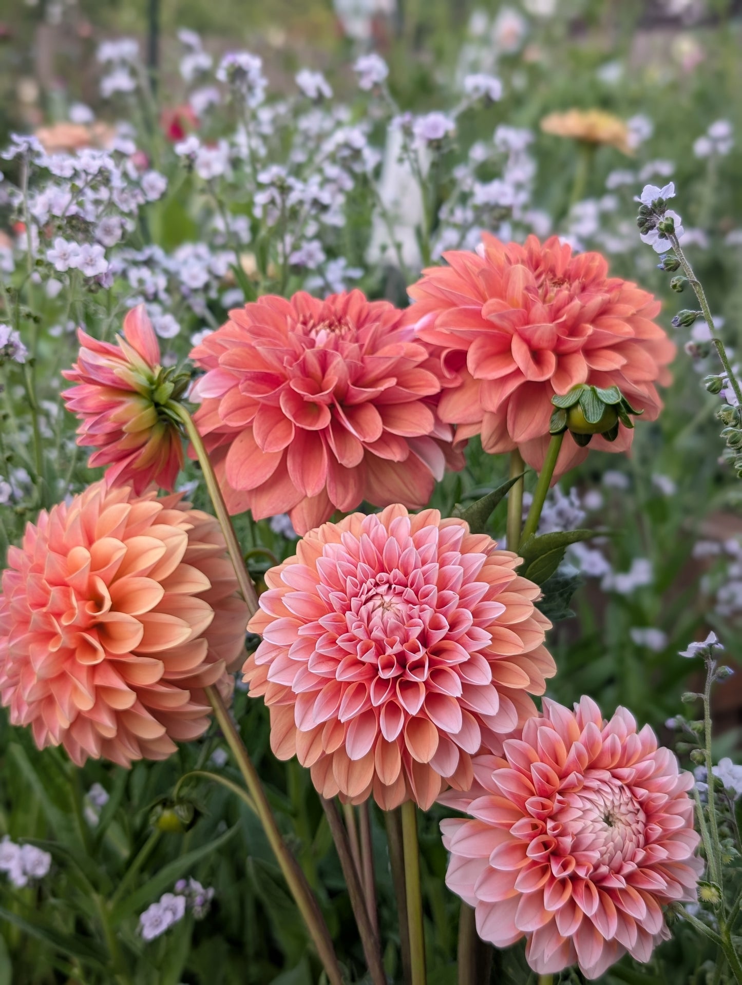 Bell's Sienna Rose (Limit ONE)