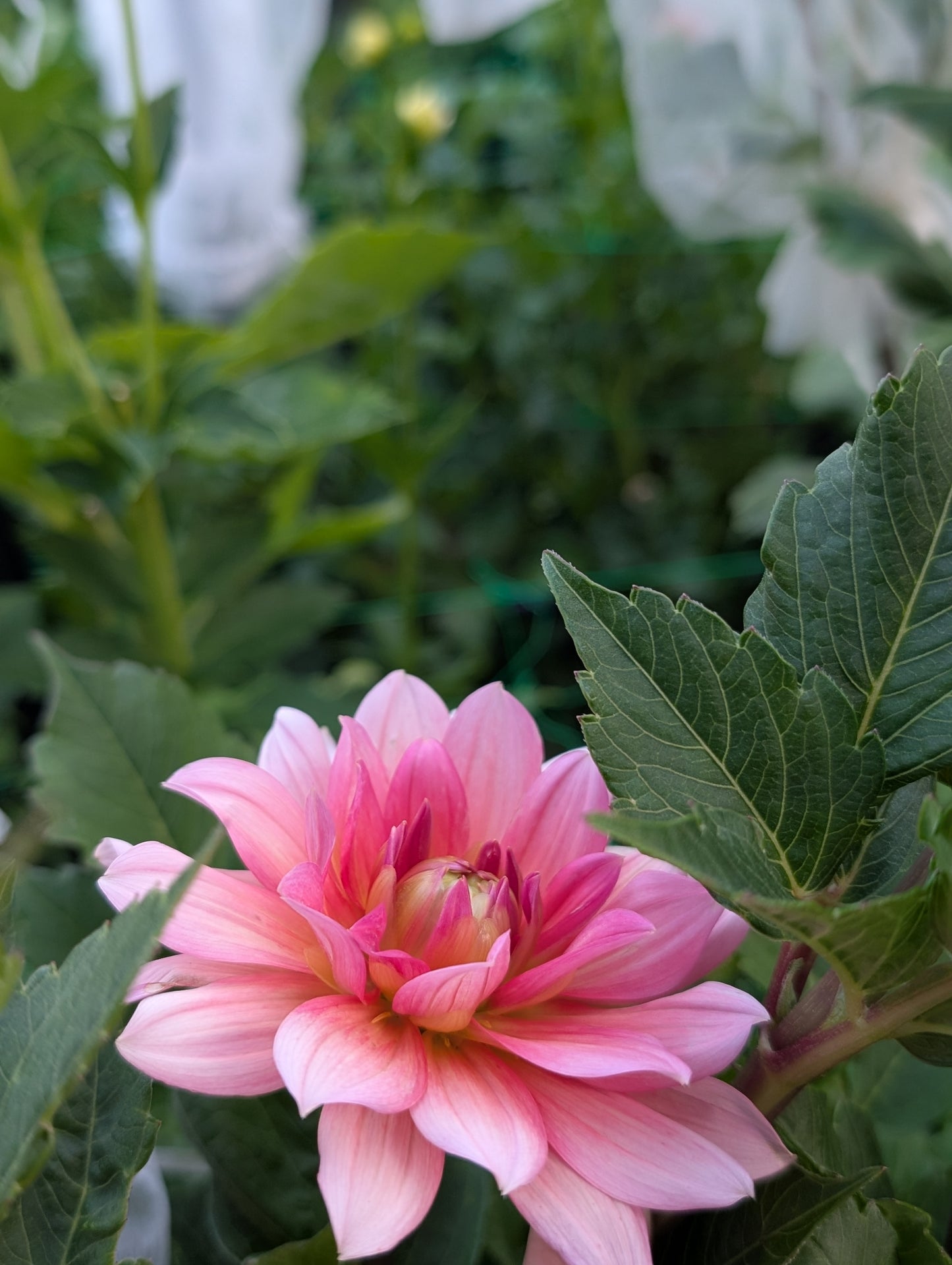 Lee's Coral Nymph (Limit ONE)