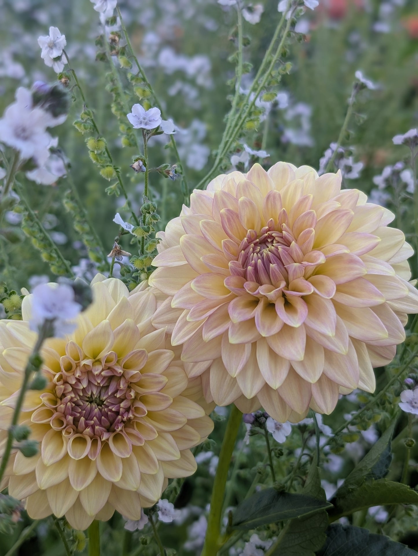 Florelie Fruit Tingle (Limit ONE)