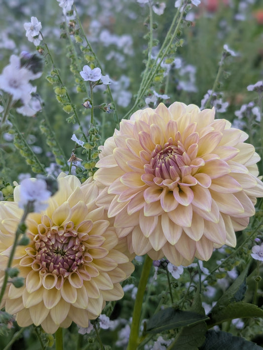 Florelie Fruit Tingle (Limit ONE)