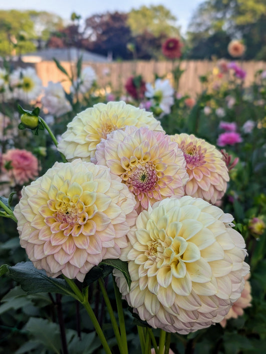 Coorabell Astrid (Limit ONE)