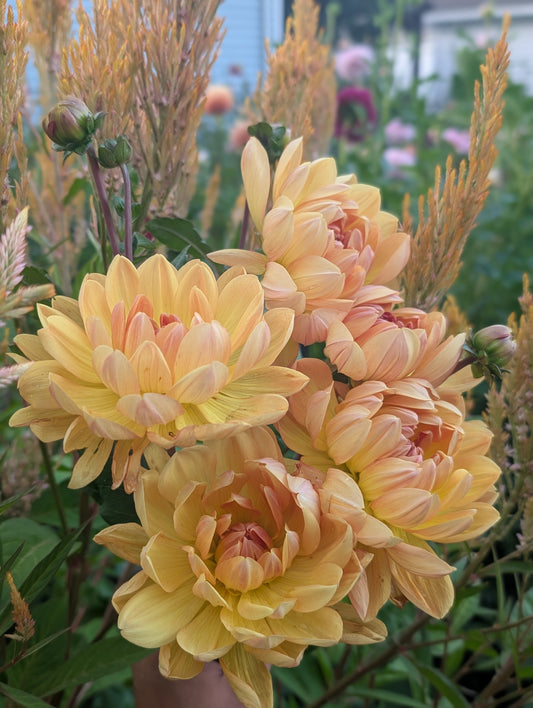 Hollyhill Honeygold