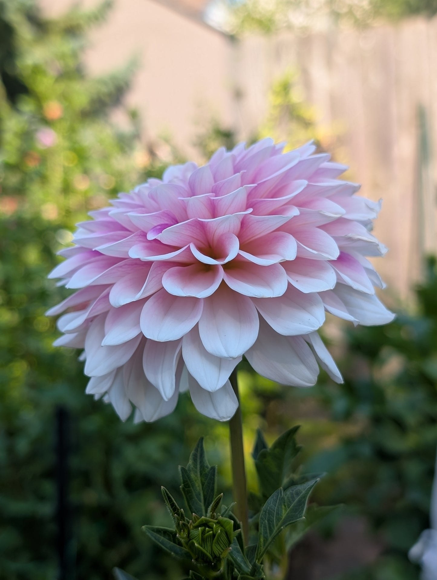 Lee's Lilly Pilly