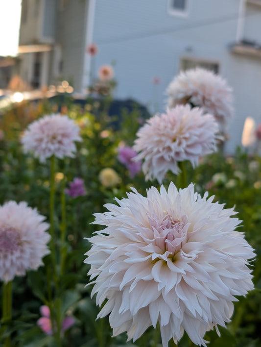 Lee's Starchild (Limit ONE)