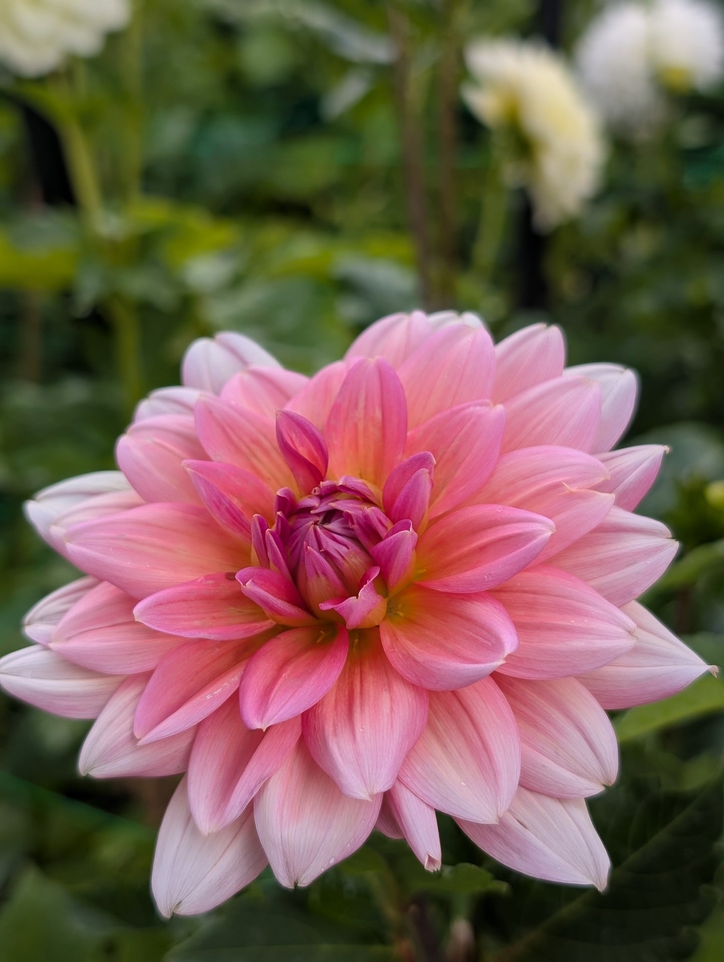 Lee's Coral Nymph (Limit ONE)