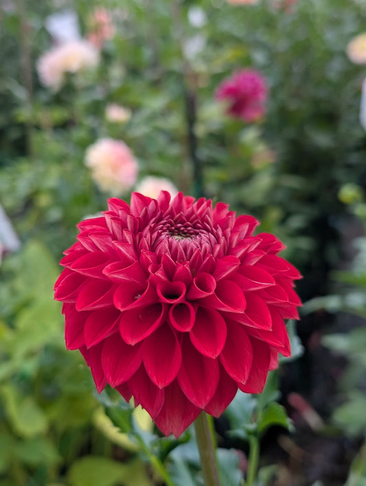 Blooming Heart's Italian Pacemaker