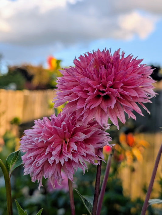 Lee's Strawberry Fizz