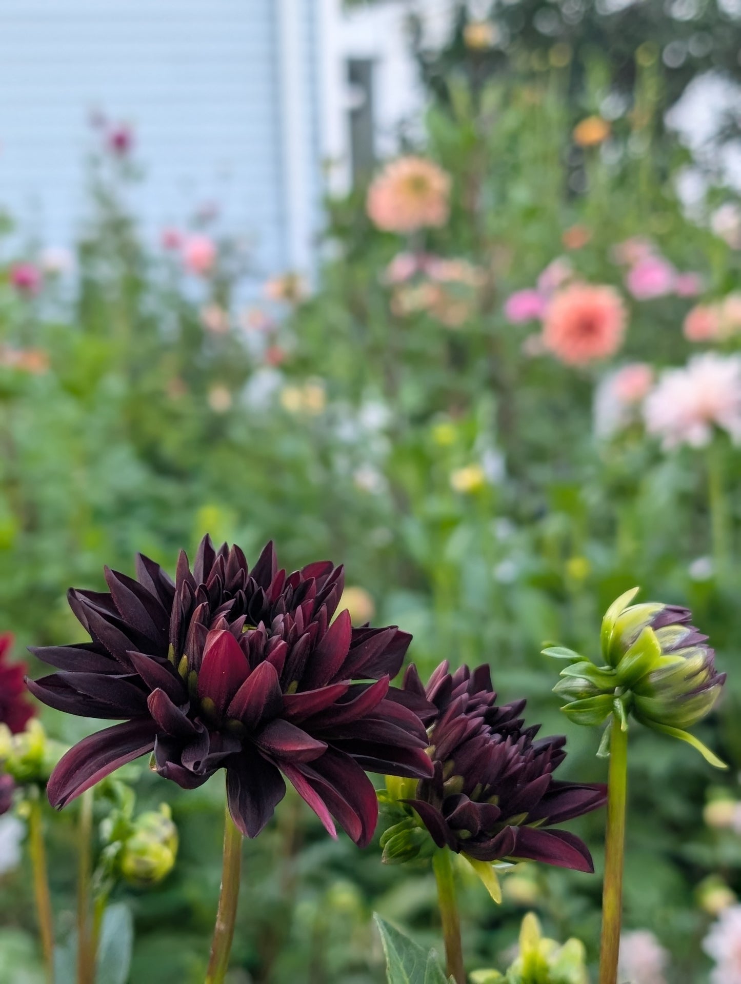 Czarny Charakter (Limit ONE)