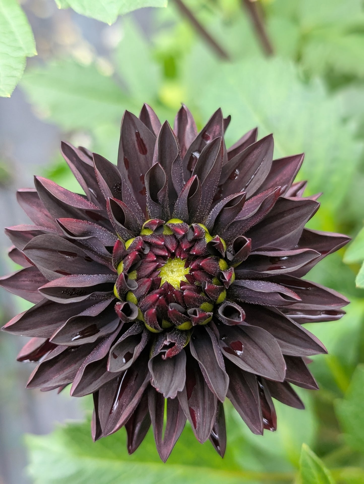 Czarny Charakter (Limit ONE)