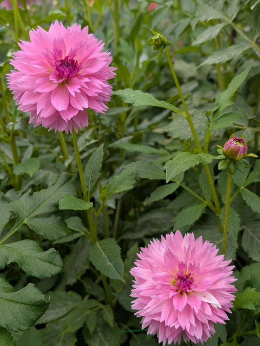 Lee's Dragonfruit Fizz