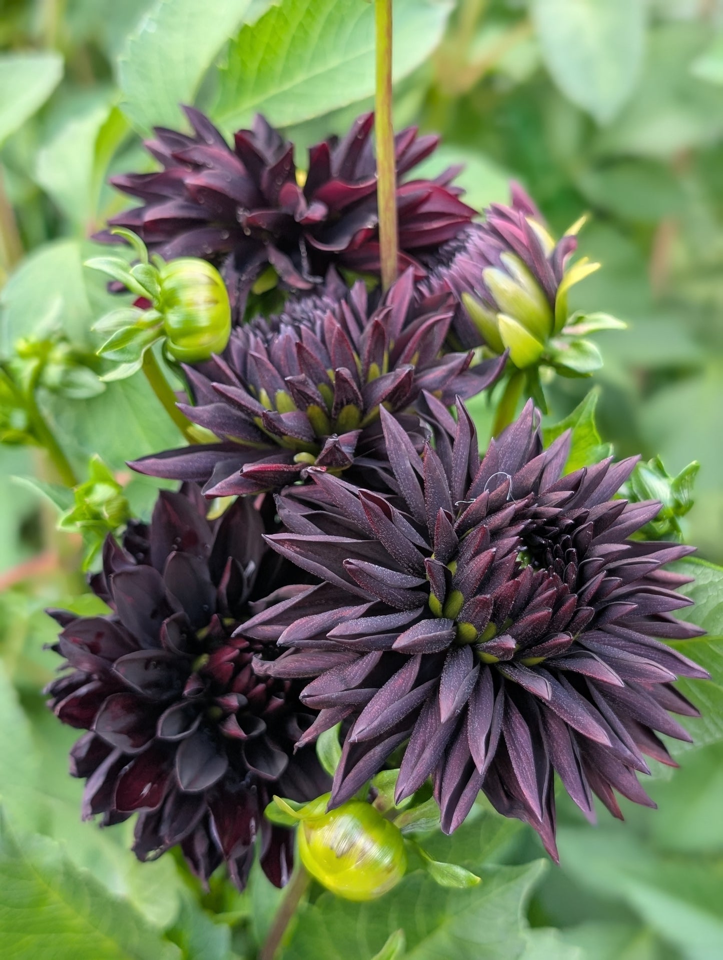 Czarny Charakter (Limit ONE)