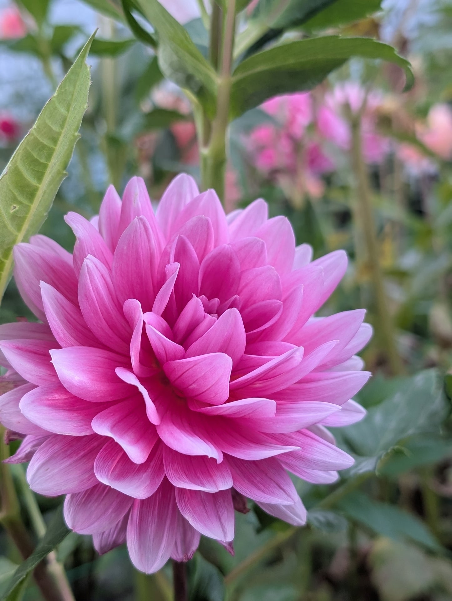 Hollyhill Pink Parfait